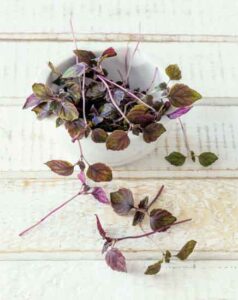 Revitalizing Shiso Image